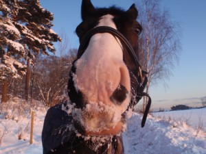 Sackini hälsar också Gott Nytt År!