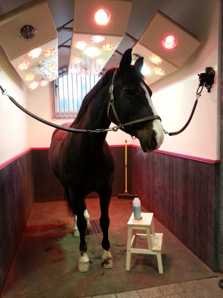 Massagemys med liniment
