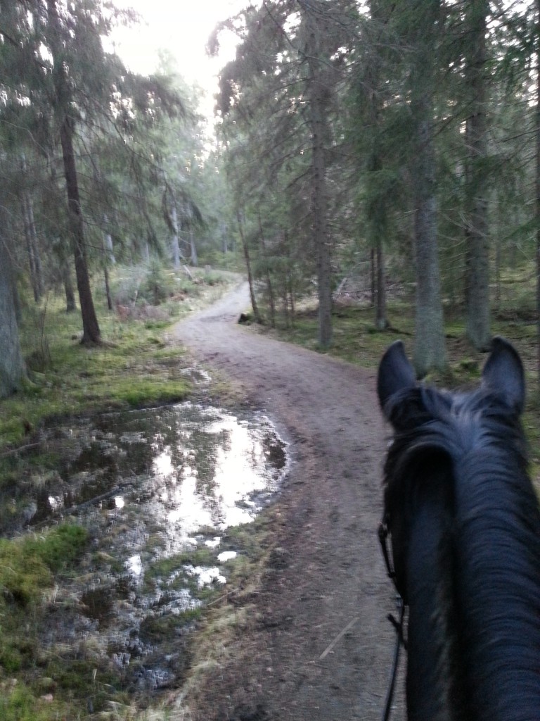 Sackini i skogen