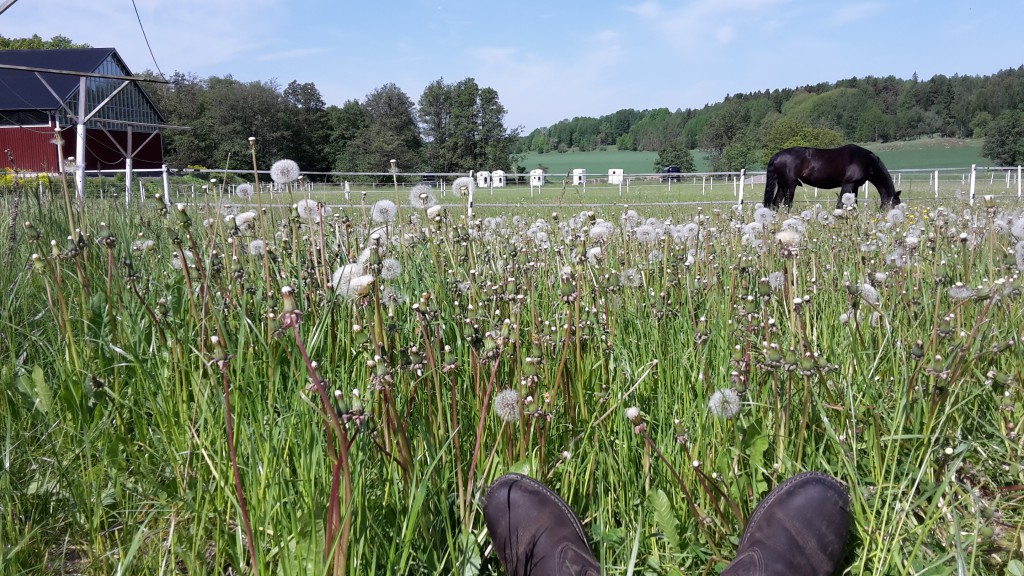 Sommarsemester
